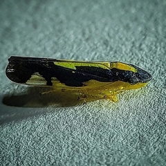 Cicadellidae