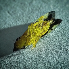 Cicadellidae