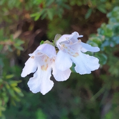 Prostanthera cuneata