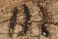 Xylaria corniformis