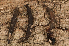 Xylaria corniformis