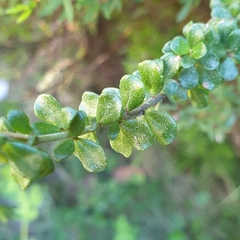 Prostanthera cuneata