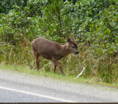 Odocoileus hemionus sitkensis