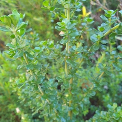 Prostanthera cuneata