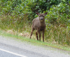 Odocoileus hemionus sitkensis