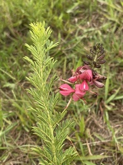 Indigofera rostrata