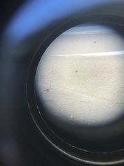 Charadrius bicinctus