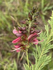 Indigofera rostrata