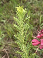 Indigofera rostrata