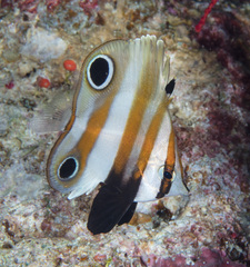 Coradion melanopus