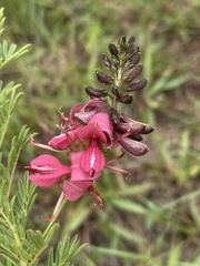 Indigofera rostrata