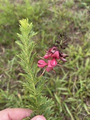 Indigofera rostrata