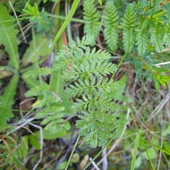 Chaerophyllum eriopodum
