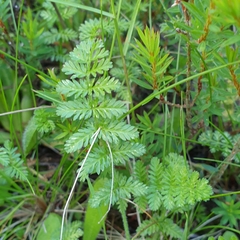 Chaerophyllum eriopodum