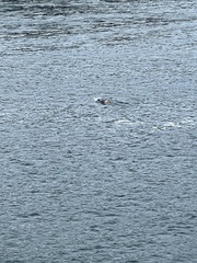 Zalophus californianus