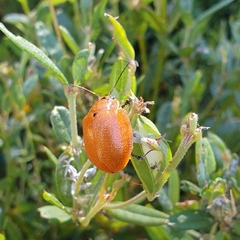 Paropsis augusta