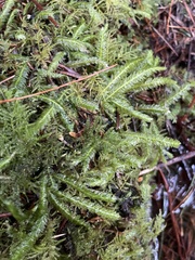 Plagiothecium undulatum