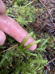 Plagiothecium undulatum