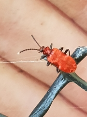 Lemodes coccinea