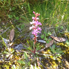 Stylidium armeria