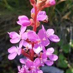 Stylidium armeria