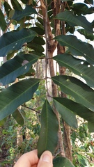 Cupaniopsis simulata