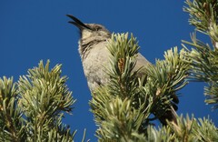 Toxostoma crissale
