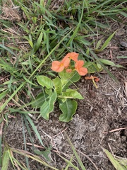 Crossandra greenstockii