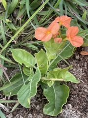 Crossandra greenstockii