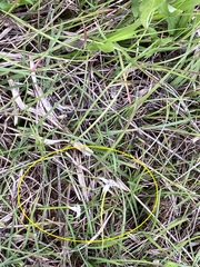 Rhynchospora colorata