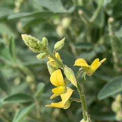 Crotalaria sphaerocarpa