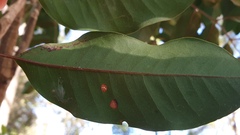 Cupaniopsis simulata