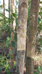 Cupaniopsis simulata