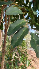 Cupaniopsis simulata