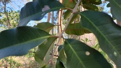 Cupaniopsis simulata