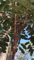 Cupaniopsis simulata