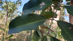 Cupaniopsis simulata