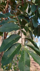 Cupaniopsis simulata