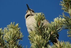 Toxostoma crissale