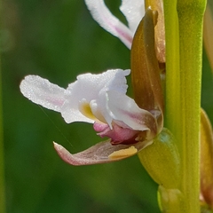 Prasophyllum suttonii