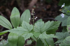 Tiarella trifoliata
