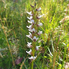 Prasophyllum suttonii