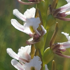 Prasophyllum suttonii