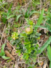 Rhopalomyia californica