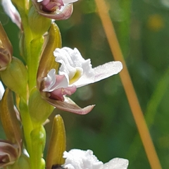 Prasophyllum suttonii