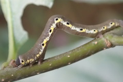 Nothomiza flavicosta