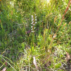 Prasophyllum suttonii