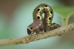 Nothomiza flavicosta