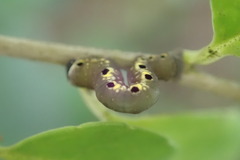 Nothomiza flavicosta