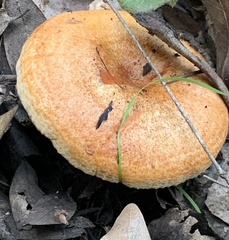Lactarius rubrilacteus
